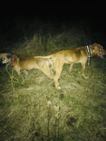 Test breed