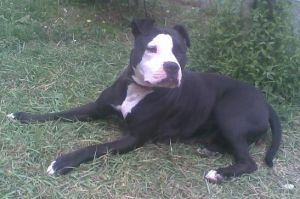 PRADA'STASHA