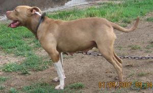RARES'S HELLAS