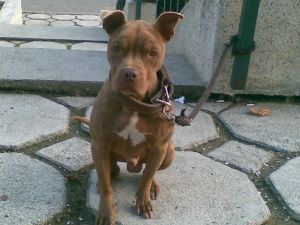 RARES'S BILLY