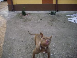 BELLA JR