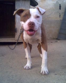 FLORIN'S NATASHA