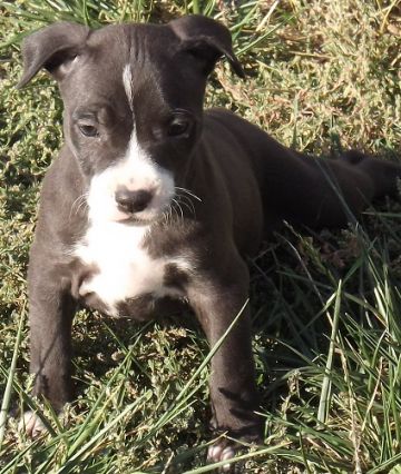 MAYA JR.